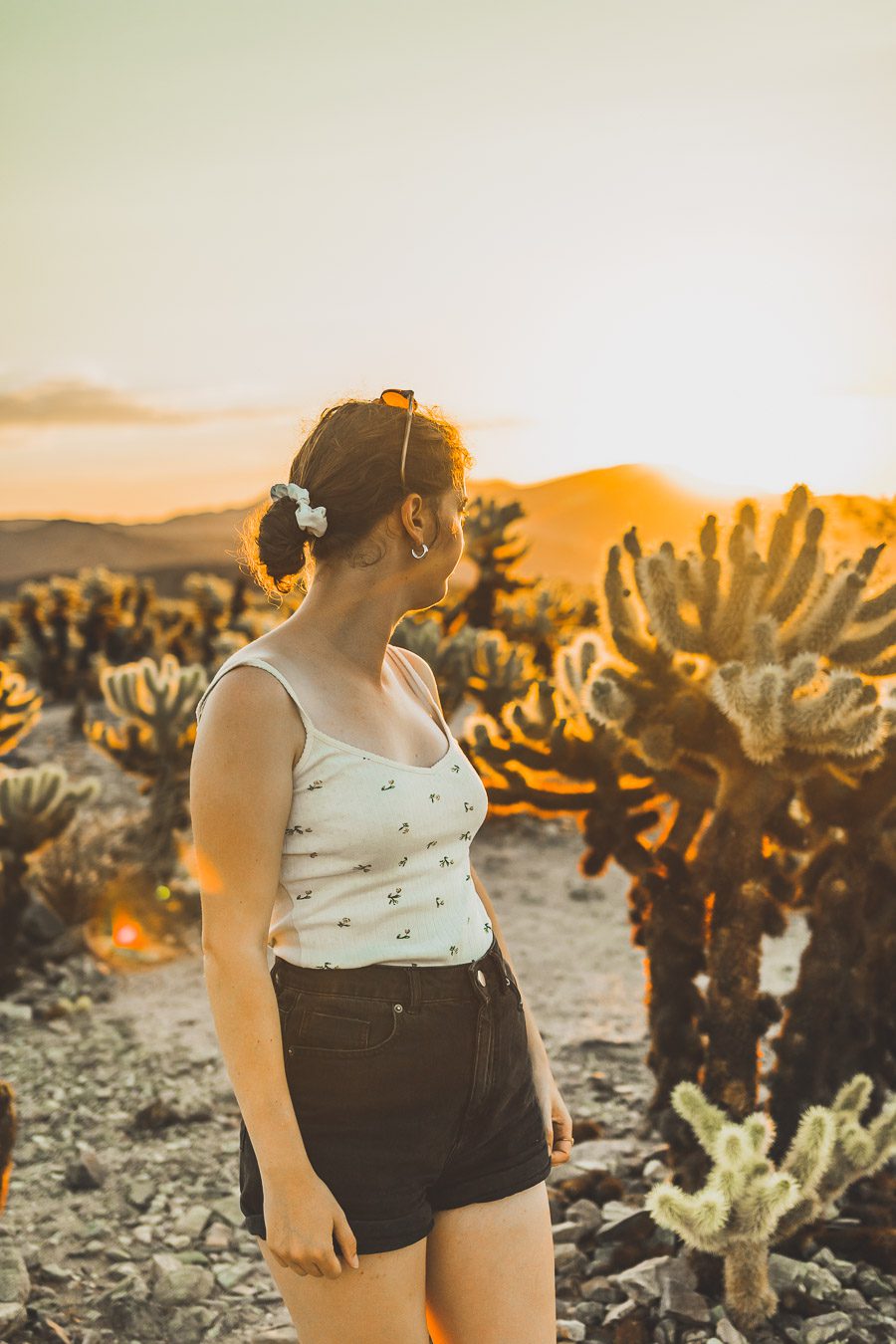 Cholla cactus garden