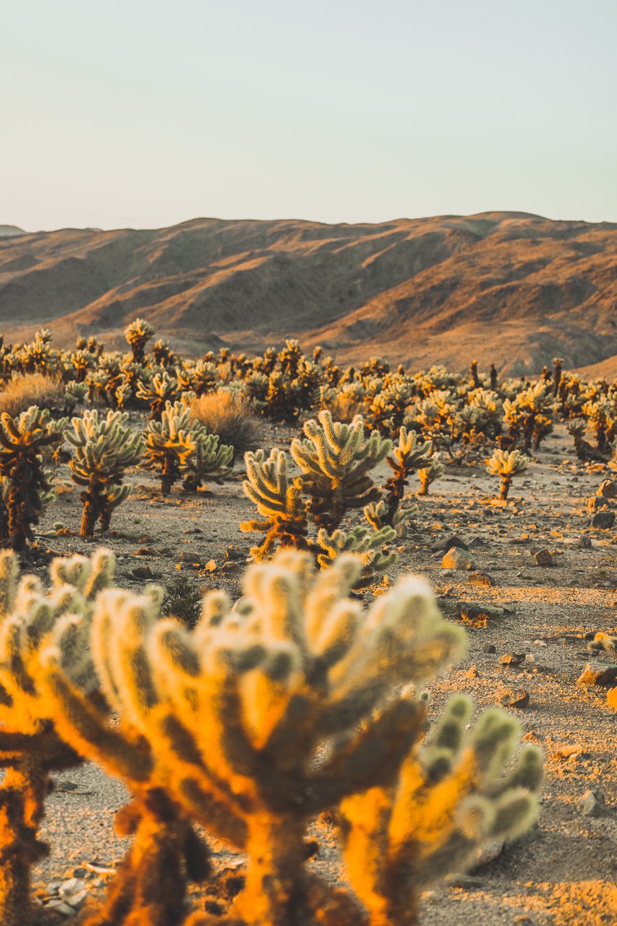 Cholla cactus garden