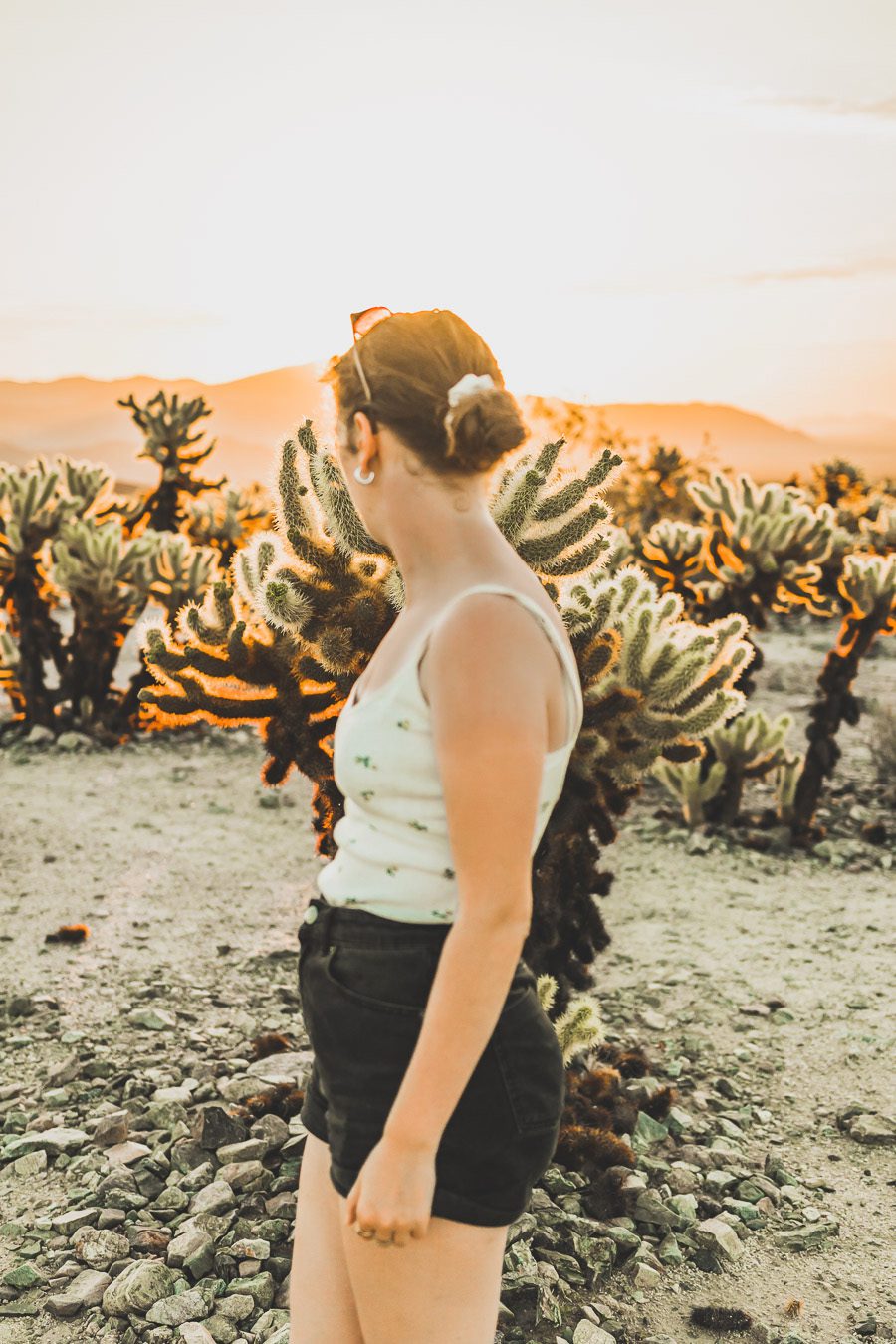 Cholla cactus garden