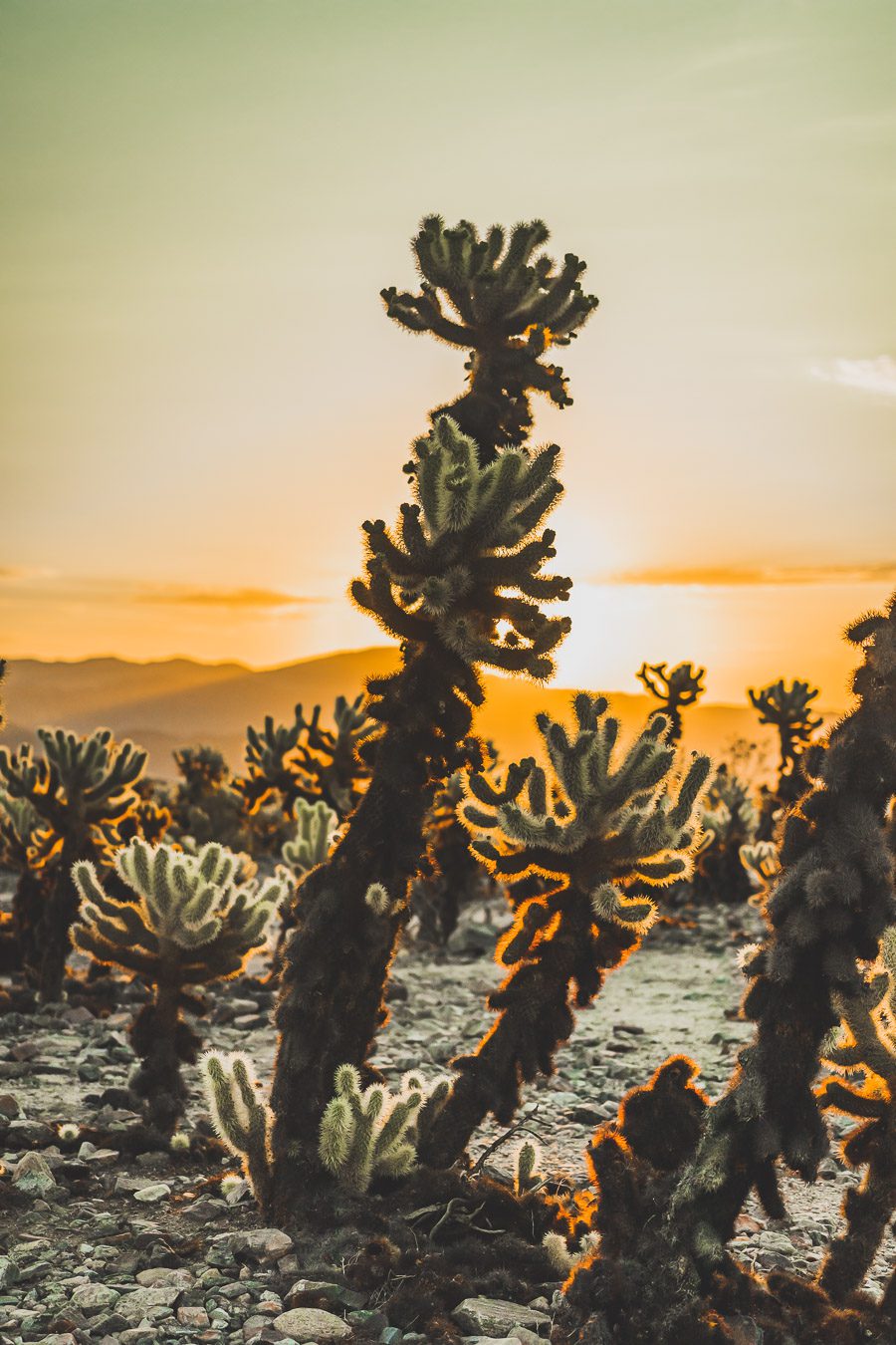 Cholla cactus garden