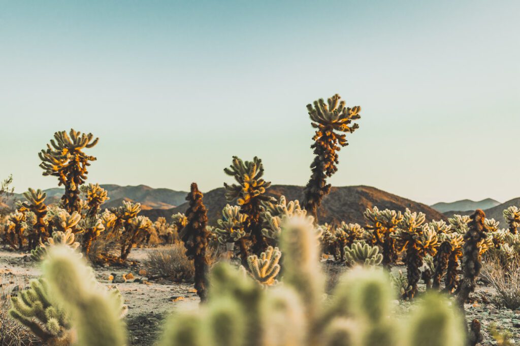 Cholla cactus garden