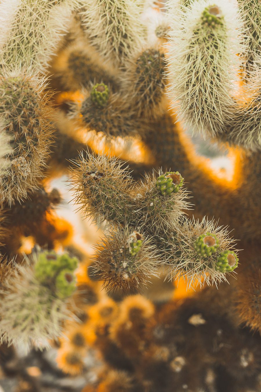 Cholla cactus garden