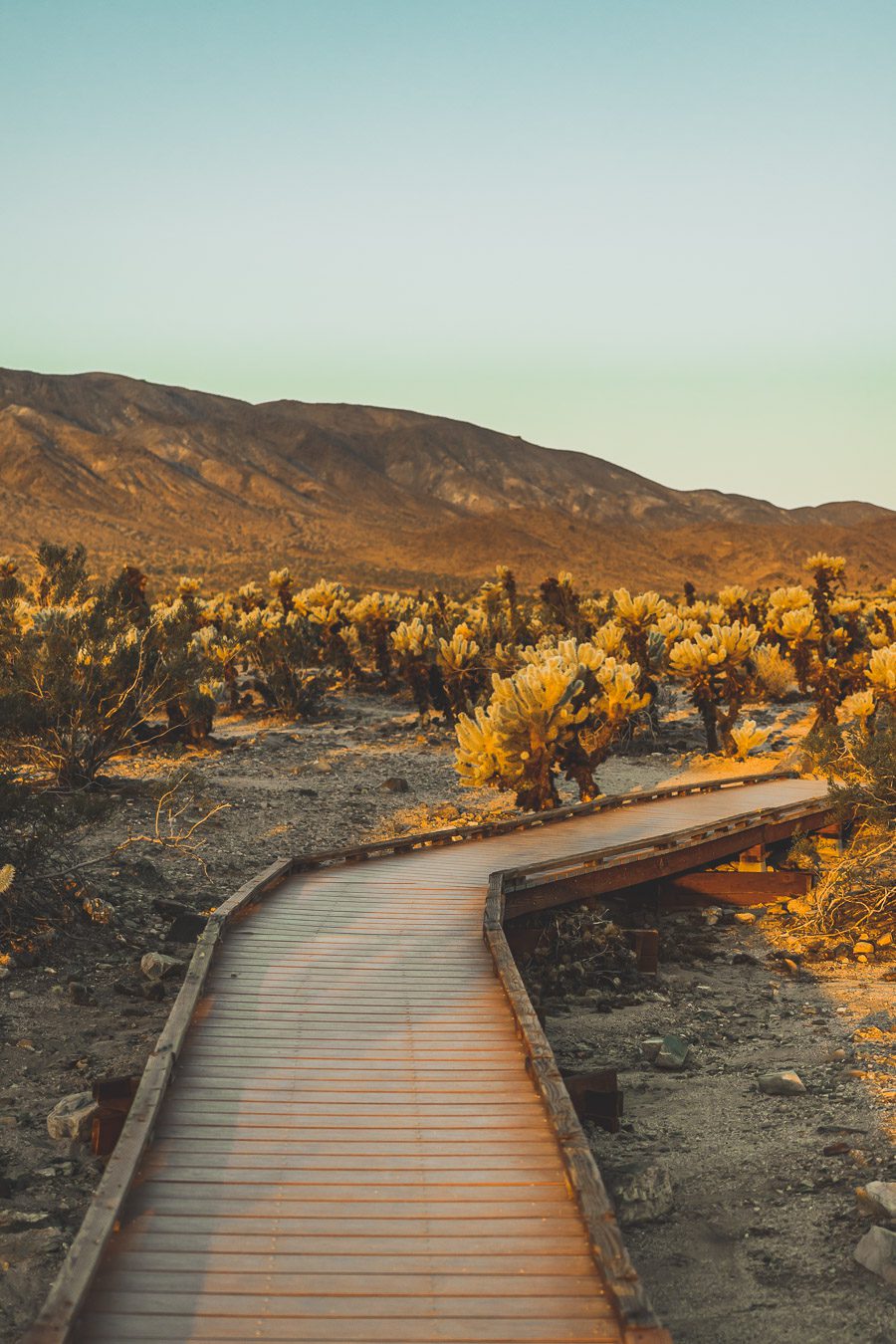 Le parc national de Joshua Tree est un paysage américain emblématique situé dans le désert de Mojave en Californie. Outre son emblématique Joshua Tree, cette oasis du désert offre des vues spectaculaires sur les chaînes de montagnes et les canyons environnants, ainsi qu'une abondance d'animaux sauvages incroyables. Préparez-vous à vivre l'une des expériences désertiques les plus uniques et les plus immersives d'un road trip aux États-Unis - bienvenue à Joshua Tree National Park !