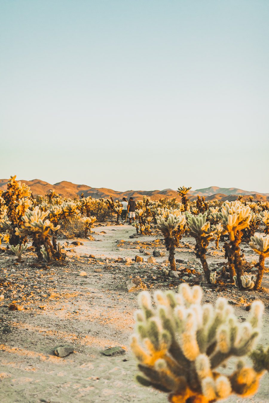 Le parc national de Joshua Tree est un paysage américain emblématique situé dans le désert de Mojave en Californie. Outre son emblématique Joshua Tree, cette oasis du désert offre des vues spectaculaires sur les chaînes de montagnes et les canyons environnants, ainsi qu'une abondance d'animaux sauvages incroyables. Préparez-vous à vivre l'une des expériences désertiques les plus uniques et les plus immersives d'un road trip aux États-Unis - bienvenue à Joshua Tree National Park !