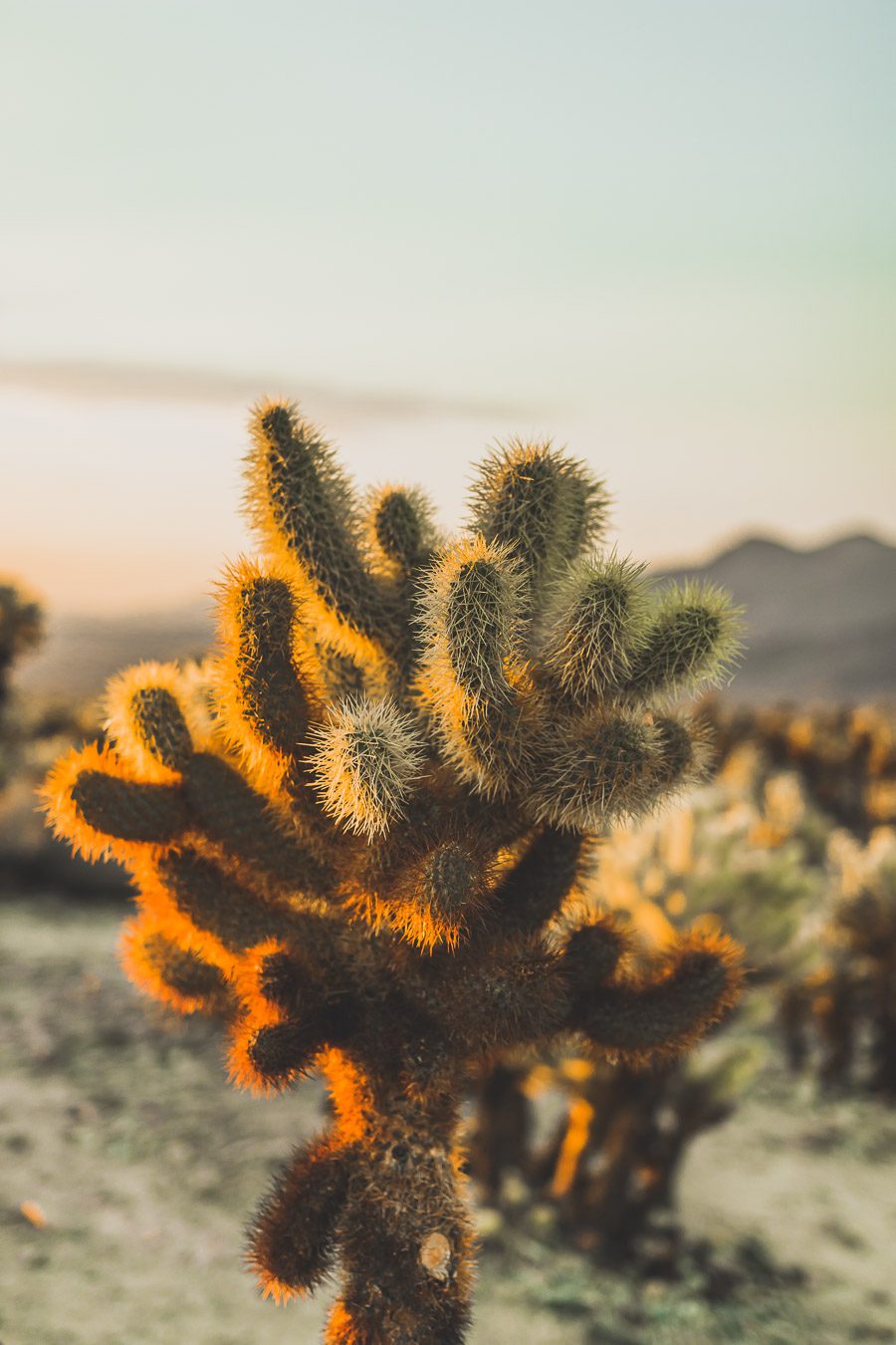 Cholla cactus garden