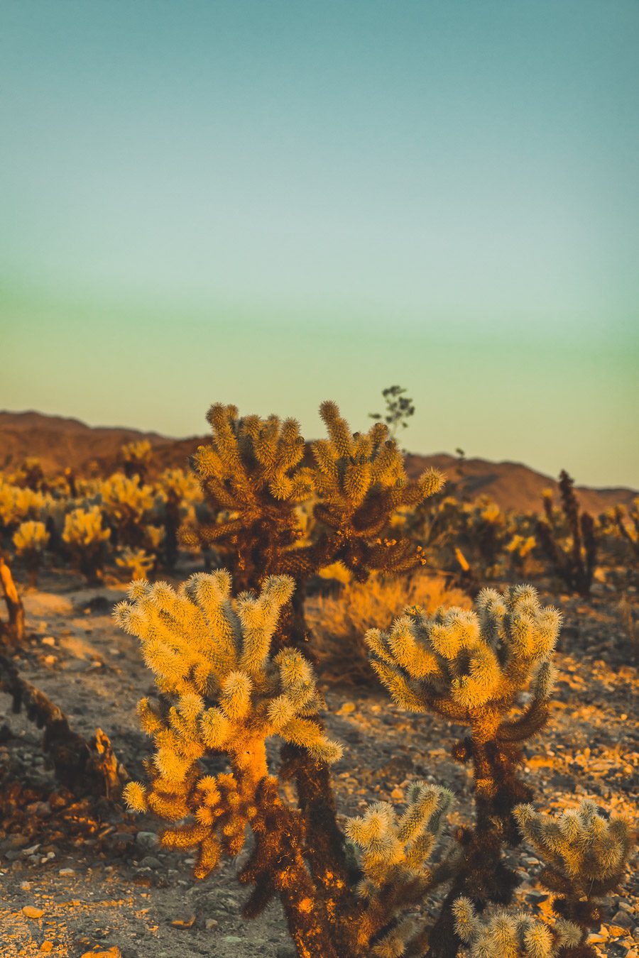 Cholla cactus garden