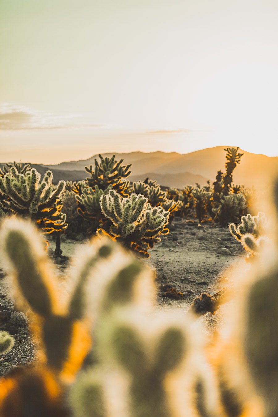 Le parc national de Joshua Tree est un paysage américain emblématique situé dans le désert de Mojave en Californie. Outre son emblématique Joshua Tree, cette oasis du désert offre des vues spectaculaires sur les chaînes de montagnes et les canyons environnants, ainsi qu'une abondance d'animaux sauvages incroyables. Préparez-vous à vivre l'une des expériences désertiques les plus uniques et les plus immersives d'un road trip aux États-Unis - bienvenue à Joshua Tree National Park !