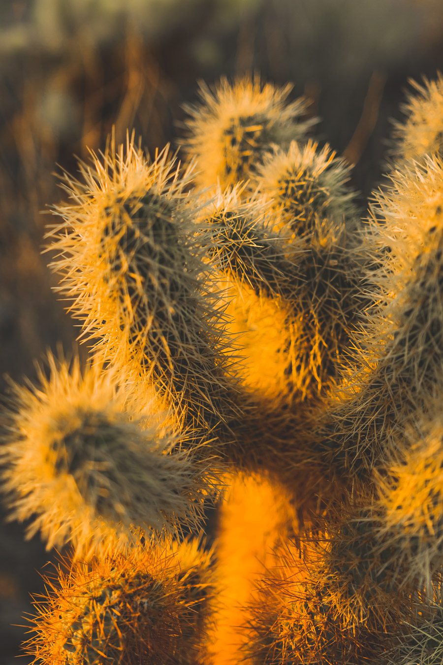 Cholla cactus garden