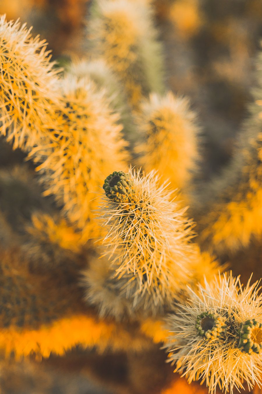 Cholla cactus garden