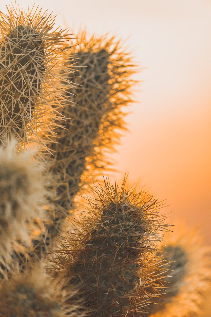 Le parc national de Joshua Tree est un paysage américain emblématique situé dans le désert de Mojave en Californie. Outre son emblématique Joshua Tree, cette oasis du désert offre des vues spectaculaires sur les chaînes de montagnes et les canyons environnants, ainsi qu'une abondance d'animaux sauvages incroyables. Préparez-vous à vivre l'une des expériences désertiques les plus uniques et les plus immersives d'un road trip aux États-Unis - bienvenue à Joshua Tree National Park !