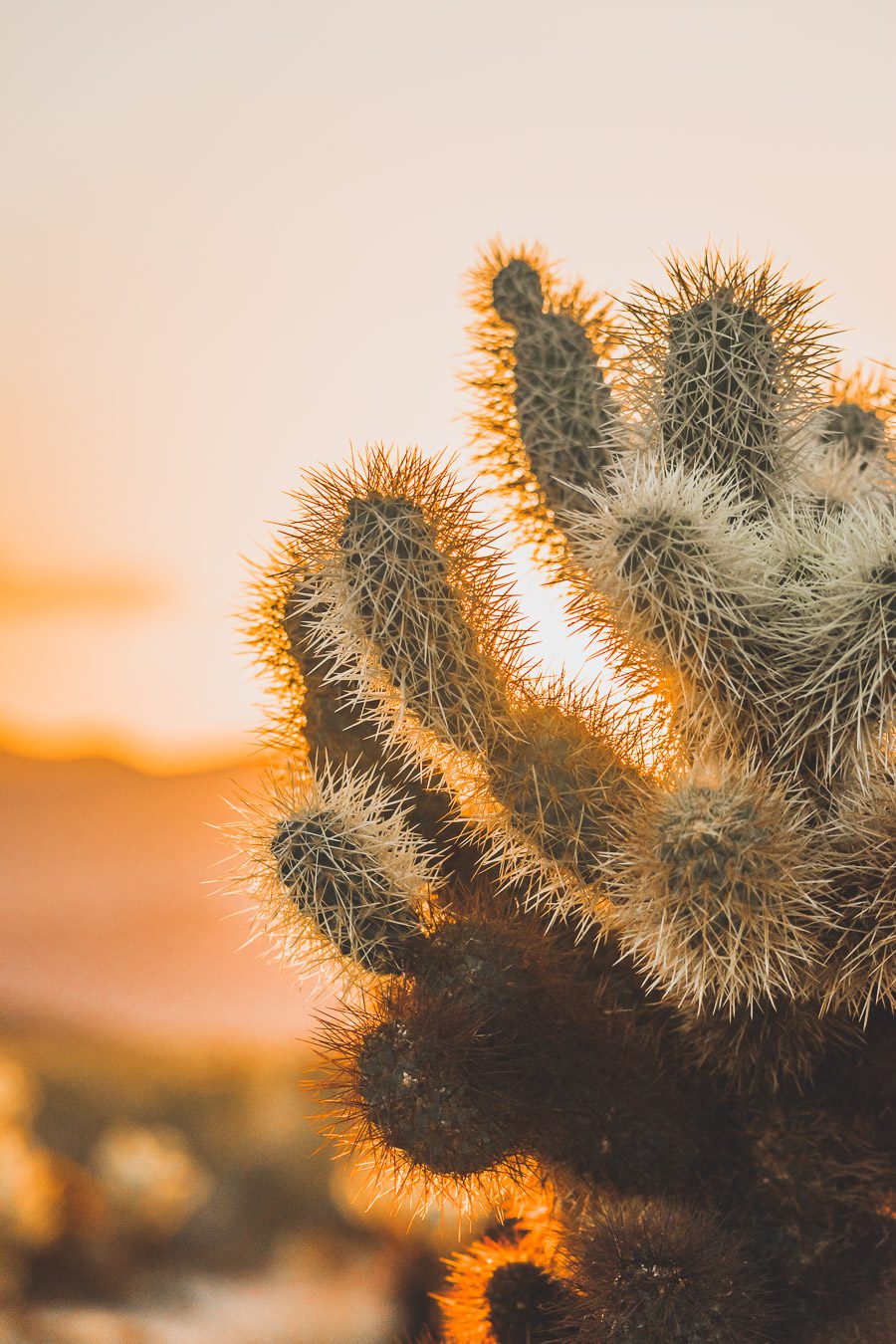 Le parc national de Joshua Tree est un paysage américain emblématique situé dans le désert de Mojave en Californie. Outre son emblématique Joshua Tree, cette oasis du désert offre des vues spectaculaires sur les chaînes de montagnes et les canyons environnants, ainsi qu'une abondance d'animaux sauvages incroyables. Préparez-vous à vivre l'une des expériences désertiques les plus uniques et les plus immersives d'un road trip aux États-Unis - bienvenue à Joshua Tree National Park !