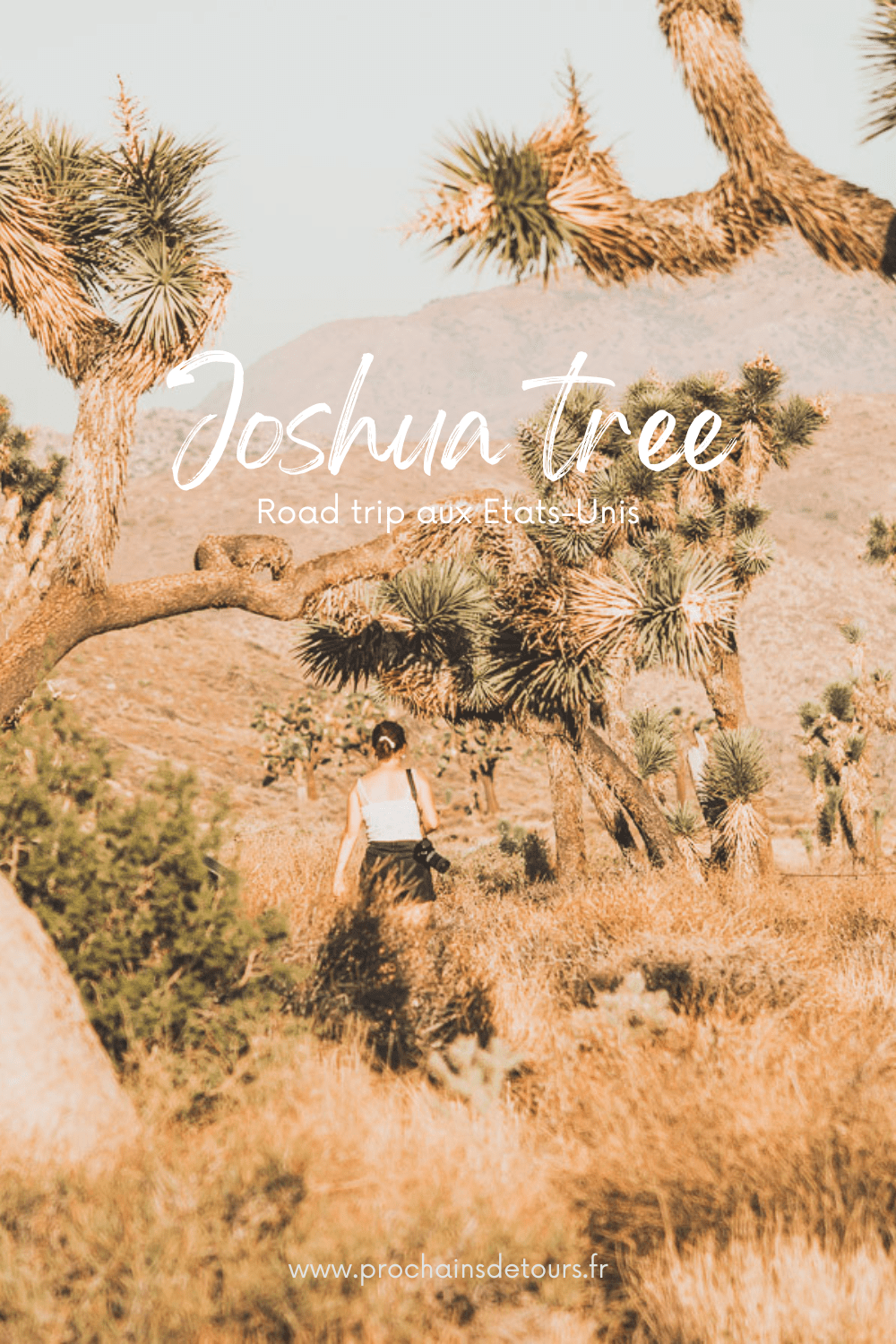 Le parc national de Joshua Tree est un paysage américain emblématique situé dans le désert de Mojave en Californie. Outre son emblématique Joshua Tree, cette oasis du désert offre des vues spectaculaires sur les chaînes de montagnes et les canyons environnants, ainsi qu'une abondance d'animaux sauvages incroyables. Préparez-vous à vivre l'une des expériences désertiques les plus uniques et les plus immersives d'un road trip aux États-Unis - bienvenue à Joshua Tree National Park !