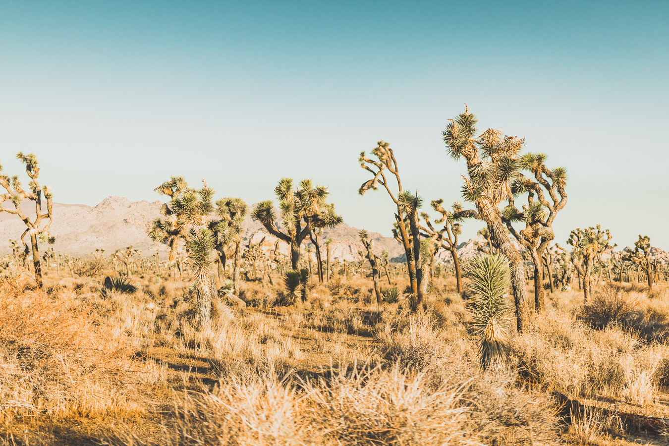 Le parc national de Joshua Tree est un paysage américain emblématique situé dans le désert de Mojave en Californie. Outre son emblématique Joshua Tree, cette oasis du désert offre des vues spectaculaires sur les chaînes de montagnes et les canyons environnants, ainsi qu'une abondance d'animaux sauvages incroyables. Préparez-vous à vivre l'une des expériences désertiques les plus uniques et les plus immersives d'un road trip aux États-Unis - bienvenue à Joshua Tree National Park !