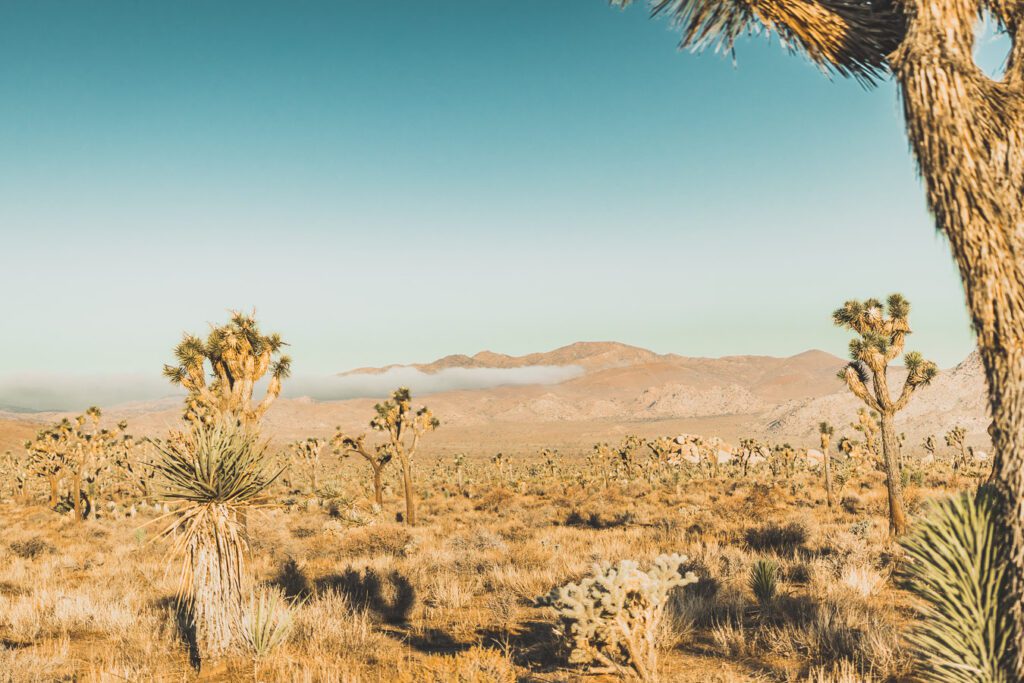 Le parc national de Joshua Tree est un paysage américain emblématique situé dans le désert de Mojave en Californie. Outre son emblématique Joshua Tree, cette oasis du désert offre des vues spectaculaires sur les chaînes de montagnes et les canyons environnants, ainsi qu'une abondance d'animaux sauvages incroyables. Préparez-vous à vivre l'une des expériences désertiques les plus uniques et les plus immersives d'un road trip aux États-Unis - bienvenue à Joshua Tree National Park !