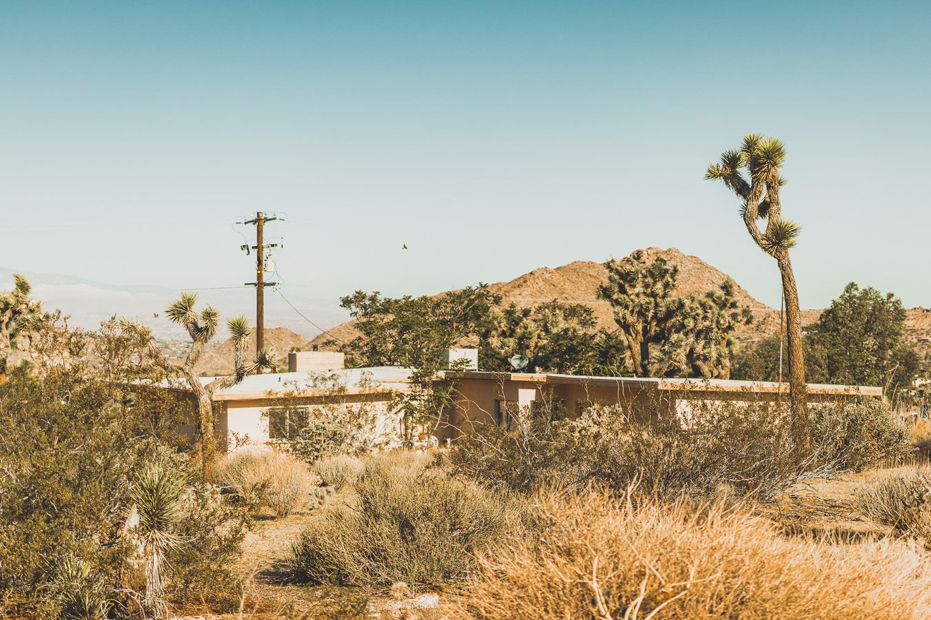 Visite du Parc National de Joshua Tree en Californie