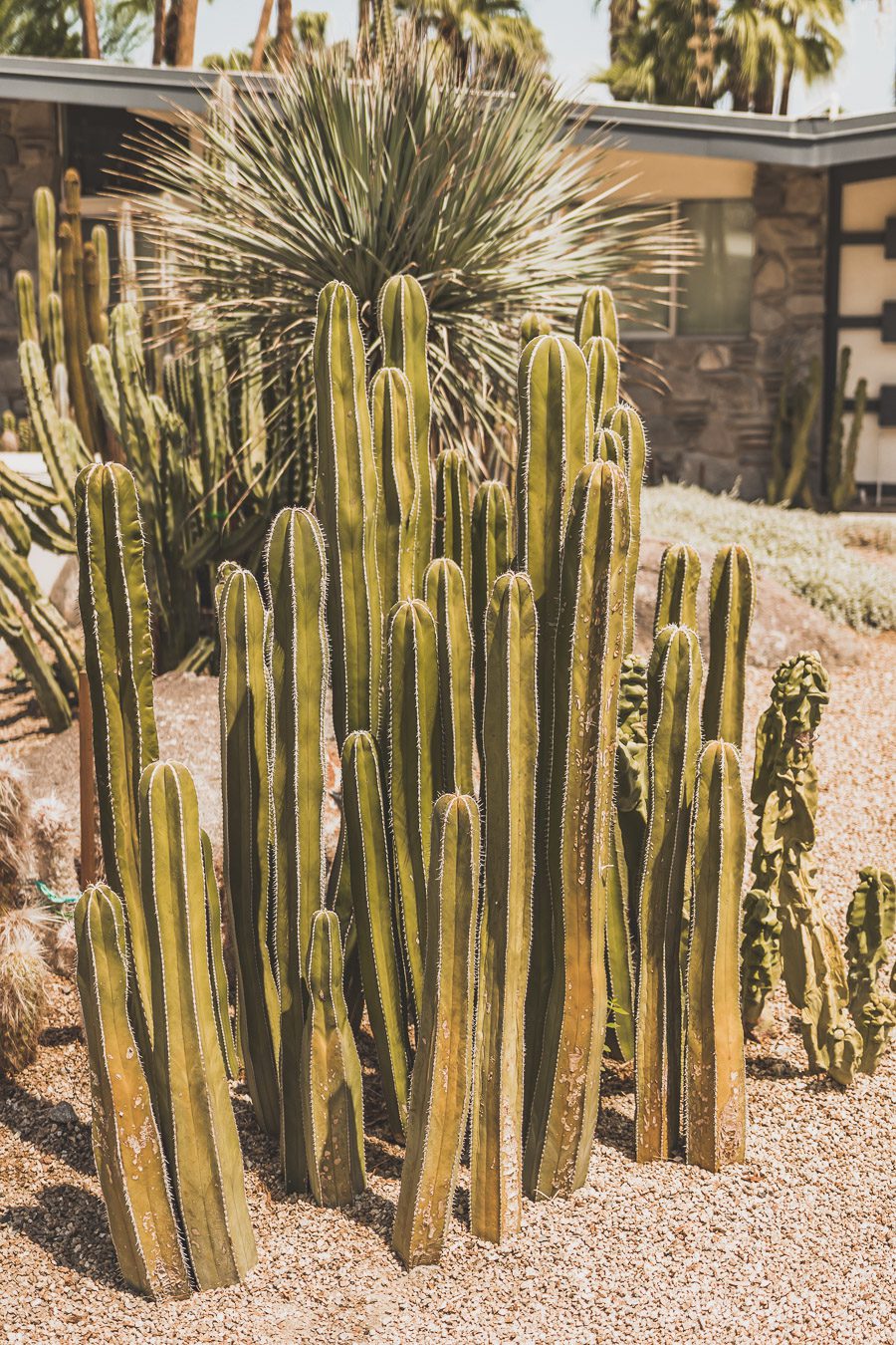 Palm Springs est une oasis ensoleillée dans le désert californien, offrant aux visiteurs une chance de se détendre et de se ressourcer grâce à sa beauté naturelle, ses équipements modernes et son architecture incroyable. Palm Springs a quelque chose pour tout le monde, y compris pour les amoureux de photographie et ceux en quête de dépaysement. Venez vous adonner aux innombrables activités et attractions que la ville a à offrir et découvrez la beauté de cet endroit spécial.