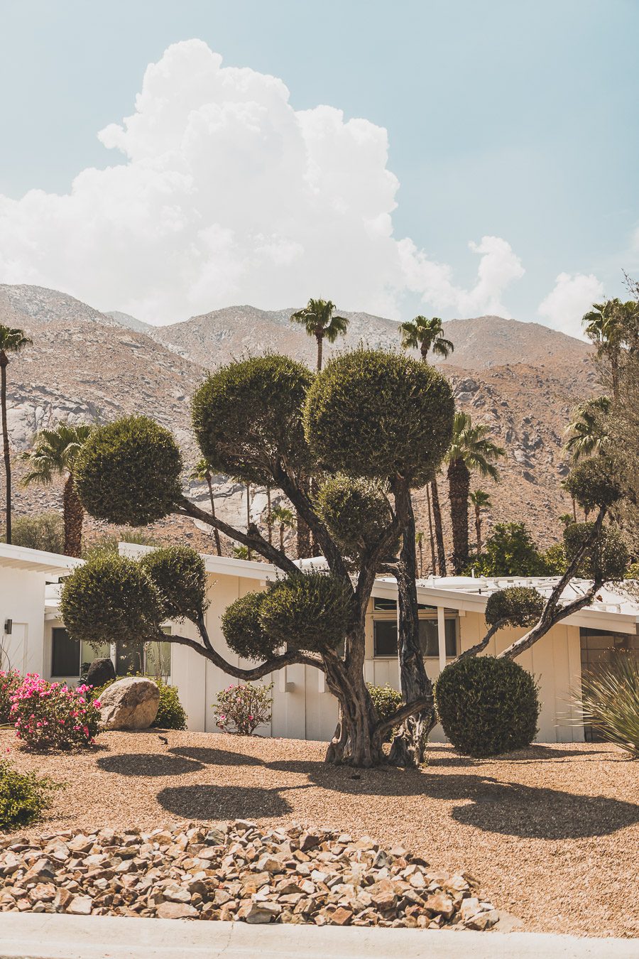 Palm Springs est une oasis ensoleillée dans le désert californien, offrant aux visiteurs une chance de se détendre et de se ressourcer grâce à sa beauté naturelle, ses équipements modernes et son architecture incroyable. Palm Springs a quelque chose pour tout le monde, y compris pour les amoureux de photographie et ceux en quête de dépaysement. Venez vous adonner aux innombrables activités et attractions que la ville a à offrir et découvrez la beauté de cet endroit spécial.