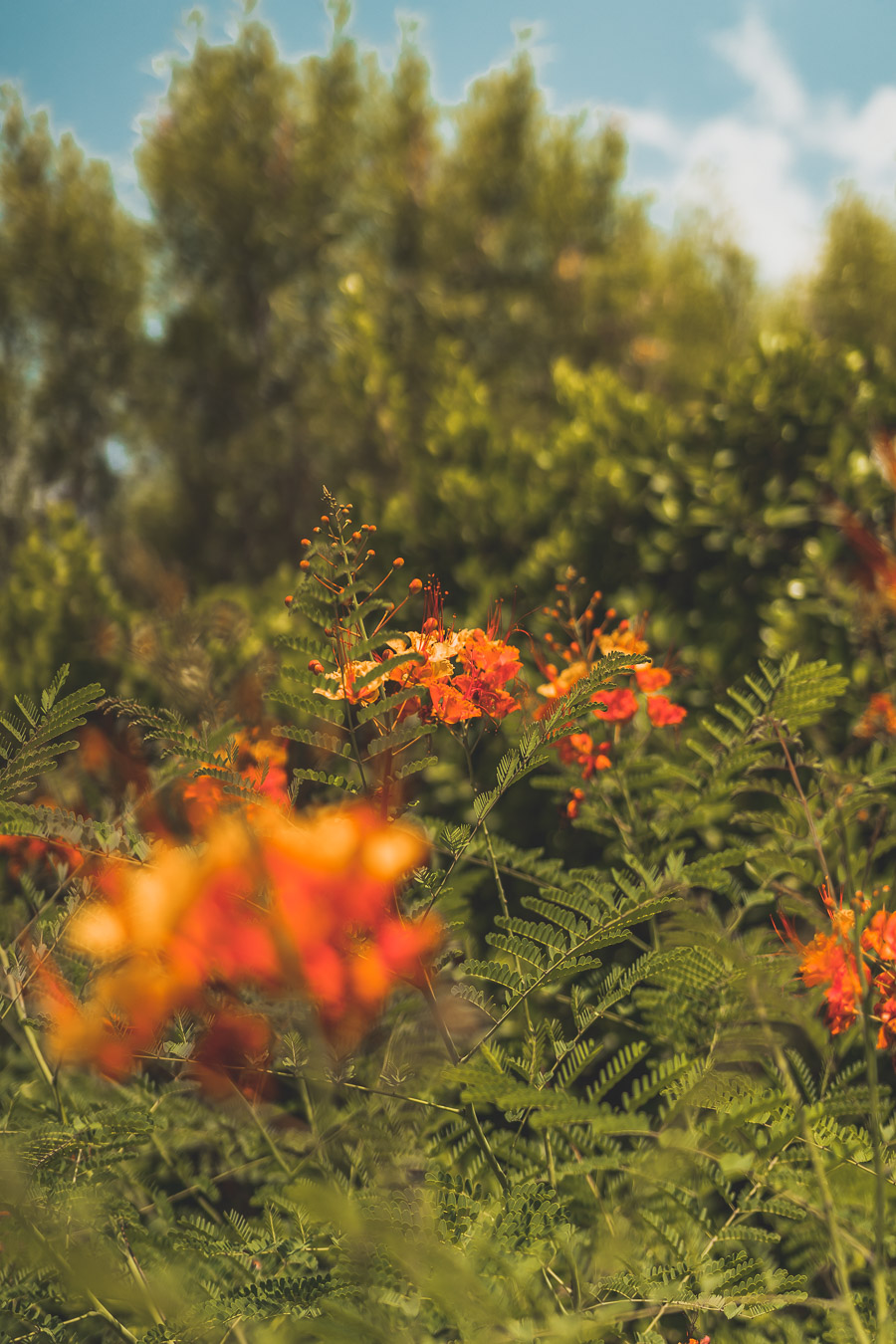 fleurs