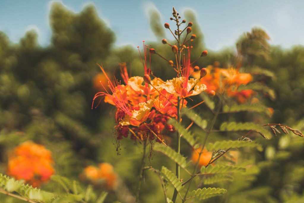 fleurs