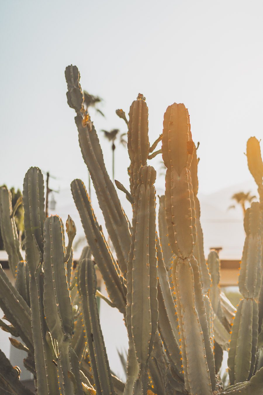 Palm Springs est une oasis ensoleillée dans le désert californien, offrant aux visiteurs une chance de se détendre et de se ressourcer grâce à sa beauté naturelle, ses équipements modernes et son architecture incroyable. Palm Springs a quelque chose pour tout le monde, y compris pour les amoureux de photographie et ceux en quête de dépaysement. Venez vous adonner aux innombrables activités et attractions que la ville a à offrir et découvrez la beauté de cet endroit spécial.