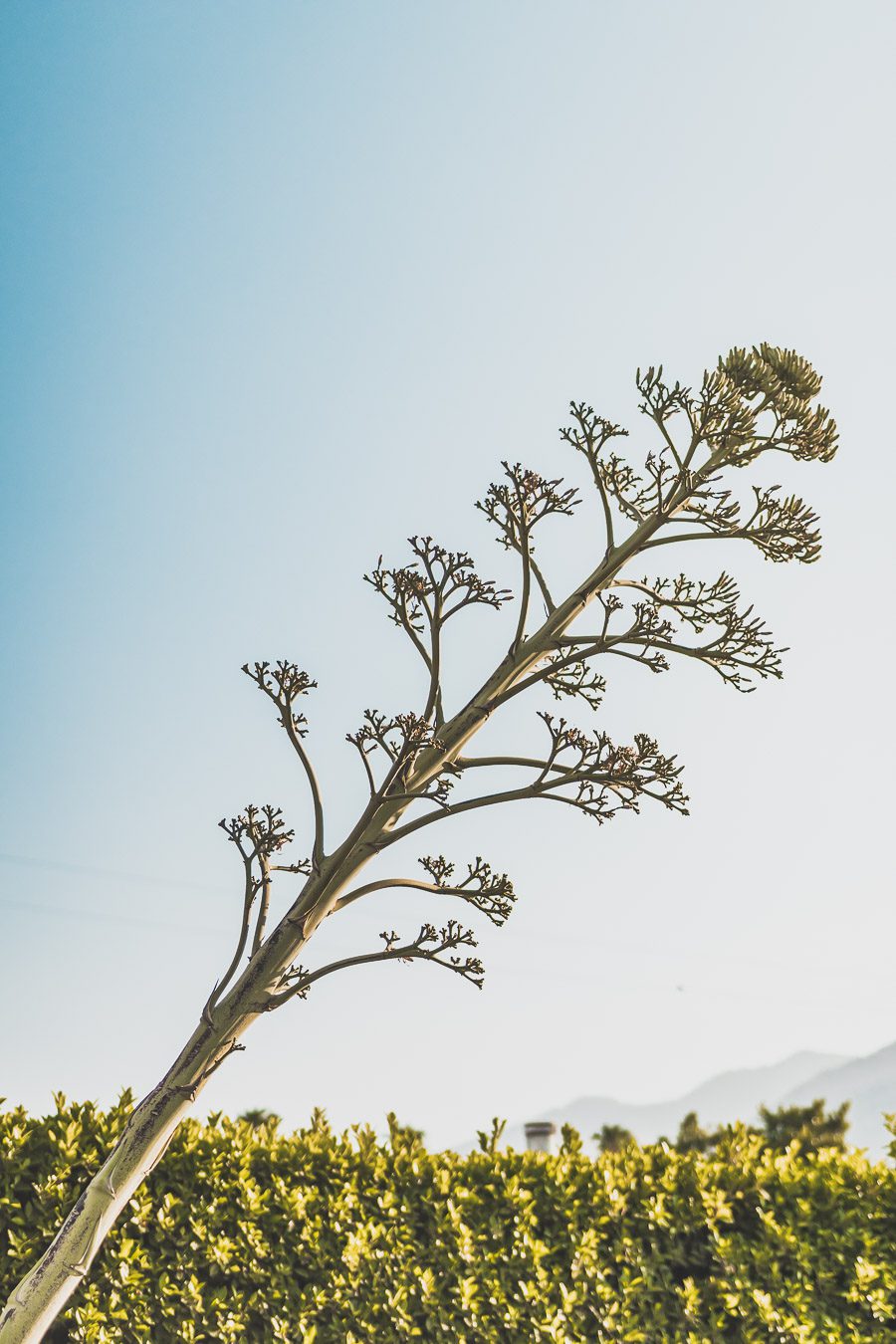 Palm Springs est une oasis ensoleillée dans le désert californien, offrant aux visiteurs une chance de se détendre et de se ressourcer grâce à sa beauté naturelle, ses équipements modernes et son architecture incroyable. Palm Springs a quelque chose pour tout le monde, y compris pour les amoureux de photographie et ceux en quête de dépaysement. Venez vous adonner aux innombrables activités et attractions que la ville a à offrir et découvrez la beauté de cet endroit spécial.