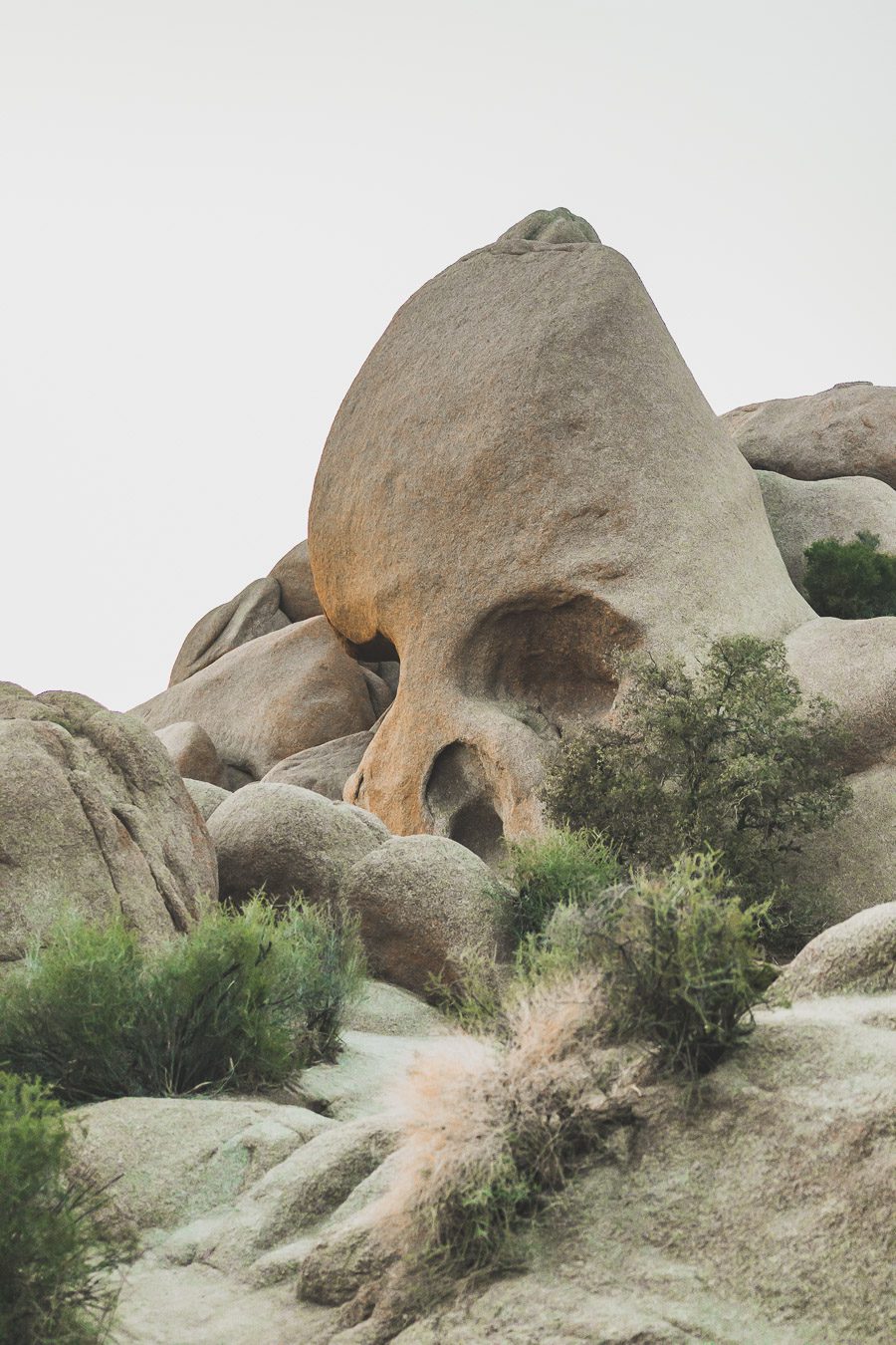 Le parc national de Joshua Tree est un paysage américain emblématique situé dans le désert de Mojave en Californie. Outre son emblématique Joshua Tree, cette oasis du désert offre des vues spectaculaires sur les chaînes de montagnes et les canyons environnants, ainsi qu'une abondance d'animaux sauvages incroyables. Préparez-vous à vivre l'une des expériences désertiques les plus uniques et les plus immersives d'un road trip aux États-Unis - bienvenue à Joshua Tree National Park !