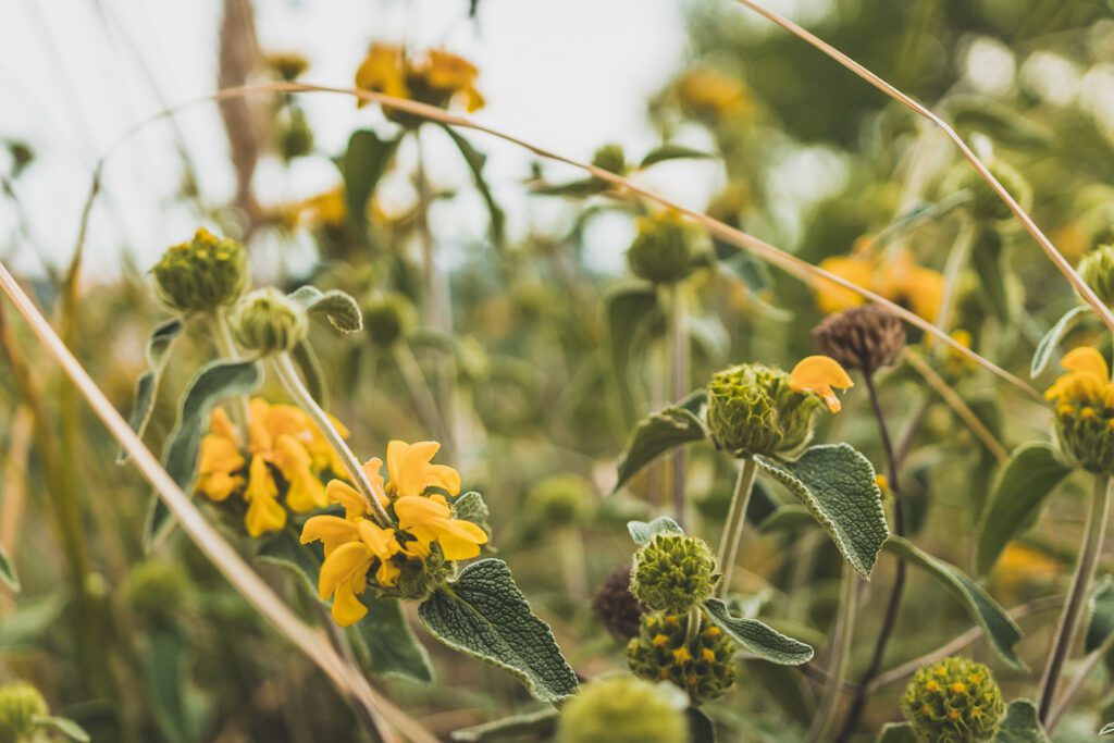 fleurs de Clansayes