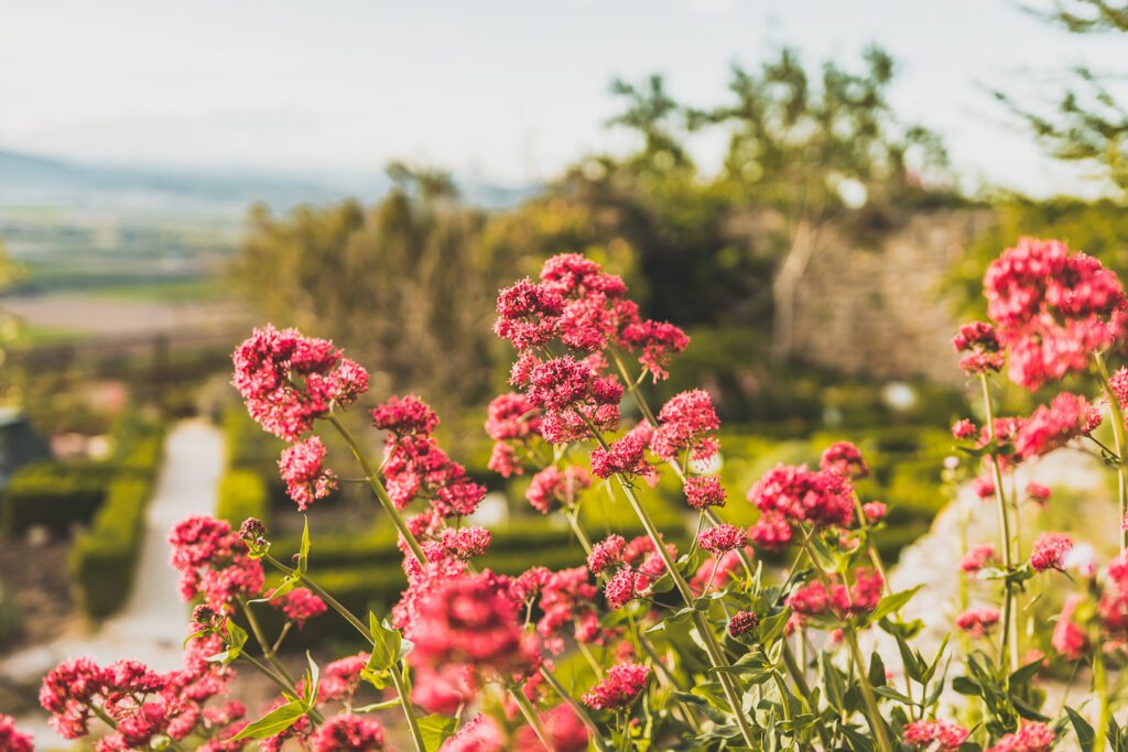 Jardin des herbes - La Garde-Adhémar