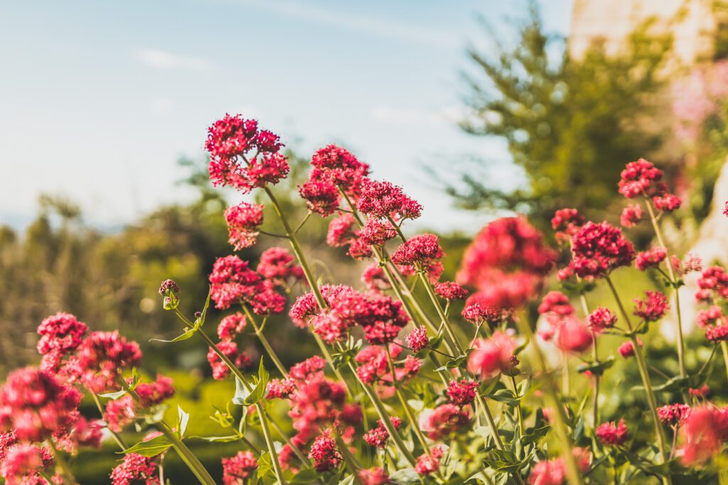 Jardin des herbes