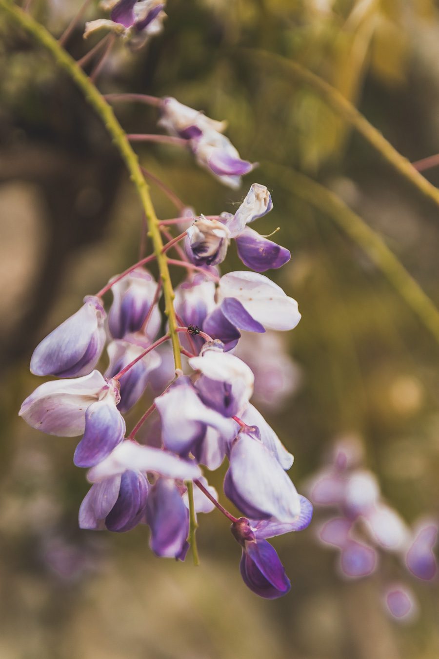 Face à la beauté spectaculaire de la campagne, la Drôme Provençale est une région dynamique du sud de la France. Des marchés animés de Nyons aux villages de montagne de Crest, Buis les Baronnies et Grignan, en passant par les élégants villages de Valréas, Suze la Rousse et Saint-Paul-Trois-Chateaux, la région regorge de trésors culturels, de charmants hameaux et vignobles luxuriants. Partez à la découverte des plus beaux endroits de la Drôme provençale lors d'un road trip en van.