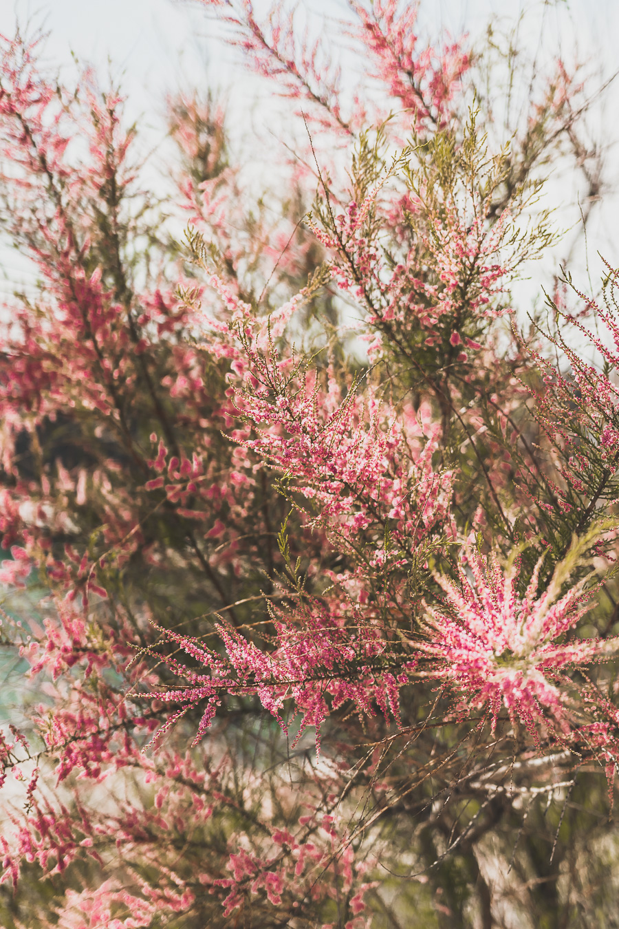 Fleurs du MuCEM