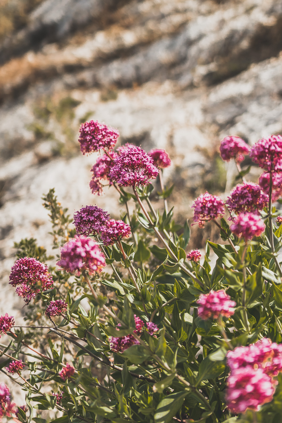 Fleurs