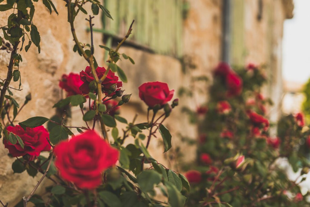 Fleurs à Saint-Restitut