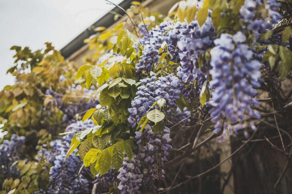 glycine