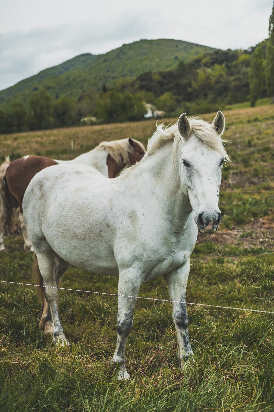 chevaux