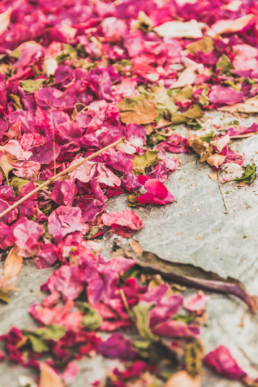 Pétales de fleurs