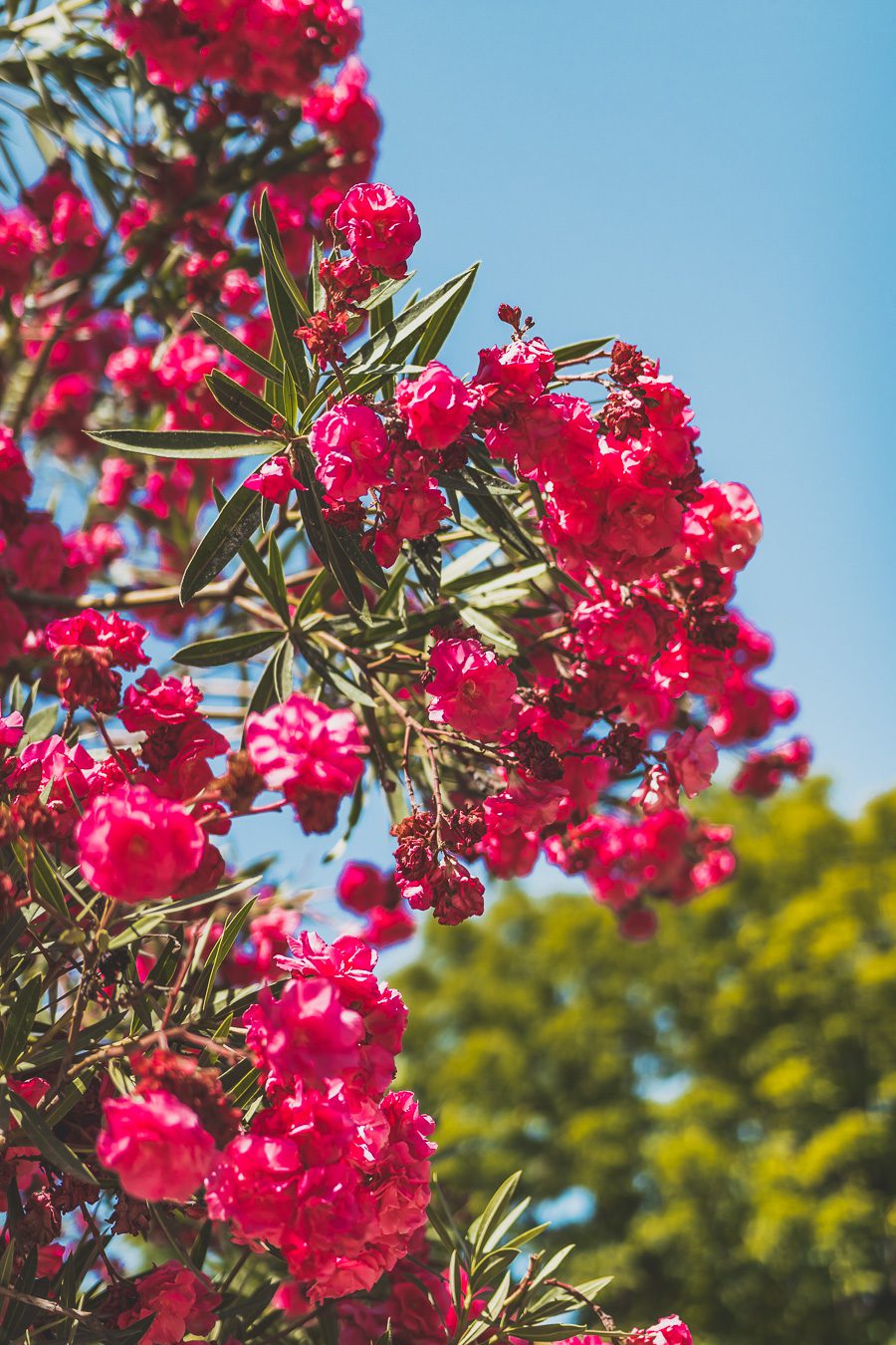 Découvrez Aix-en-Provence à pied! Flânez dans l'élégance provençale, où chaque rue respire l'histoire et l'art de vivre. 🌿✨ Couples, familles: laissez-vous captiver par le charme d'Aix, ville d'eau, ville d'art. En solo ou accompagné, déambulez entre fontaines et marchés colorés. Avec ces vacances en France, savourez l'essence même de la Provence. Prêt pour une escapade inoubliable? Cliquez ici pour les secrets d'Aix-en-Provence et créez votre itinéraire parfait pour un voyage en France !