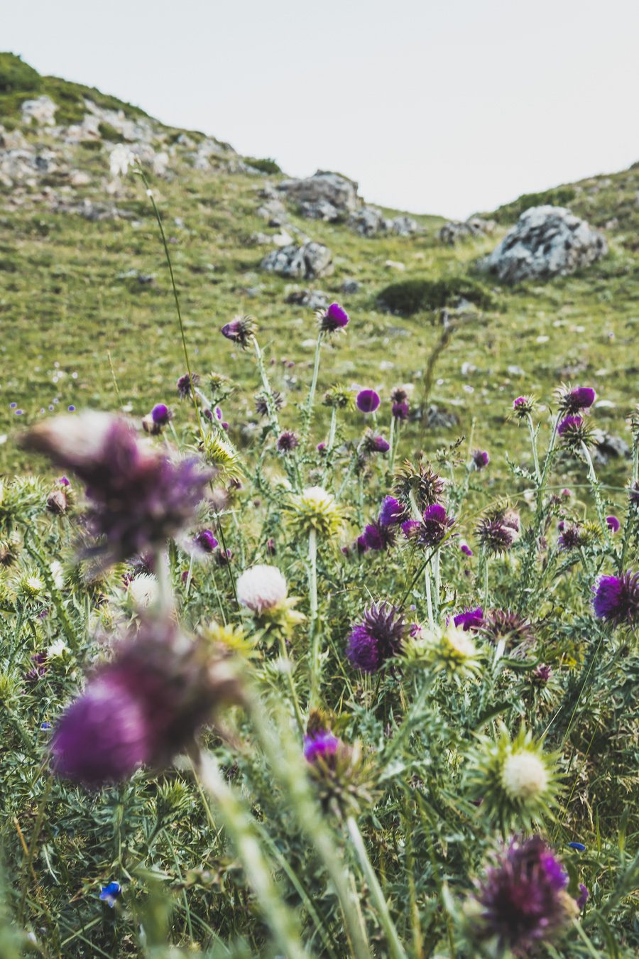 fleurs sauvages