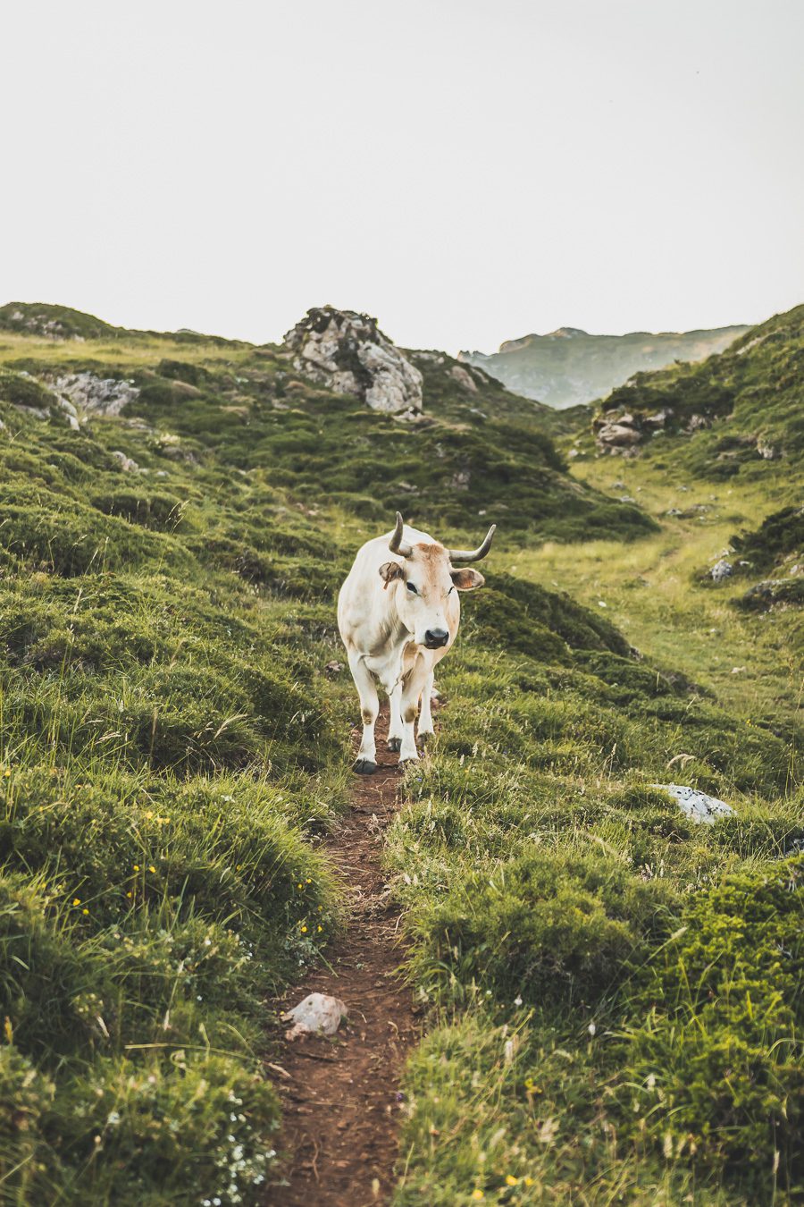 Partez à la découverte d'un paradis naturel : le Parc Naturel de Somiedo dans les Asturies. Plongez dans des paysages époustouflants, entre montagnes majestueuses et vallées verdoyantes. Une aventure inoubliable vous attend. Explorez ce joyau naturel lors d'un road trip en van à travers les Asturies dans le Nord de l'Espagne et faites de belles randonnées. 