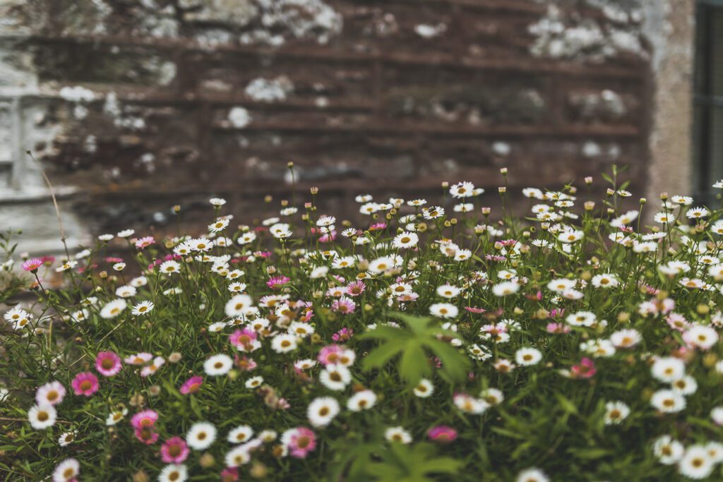 fleurs