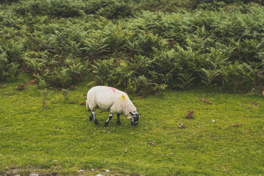 Dartmoor National Park