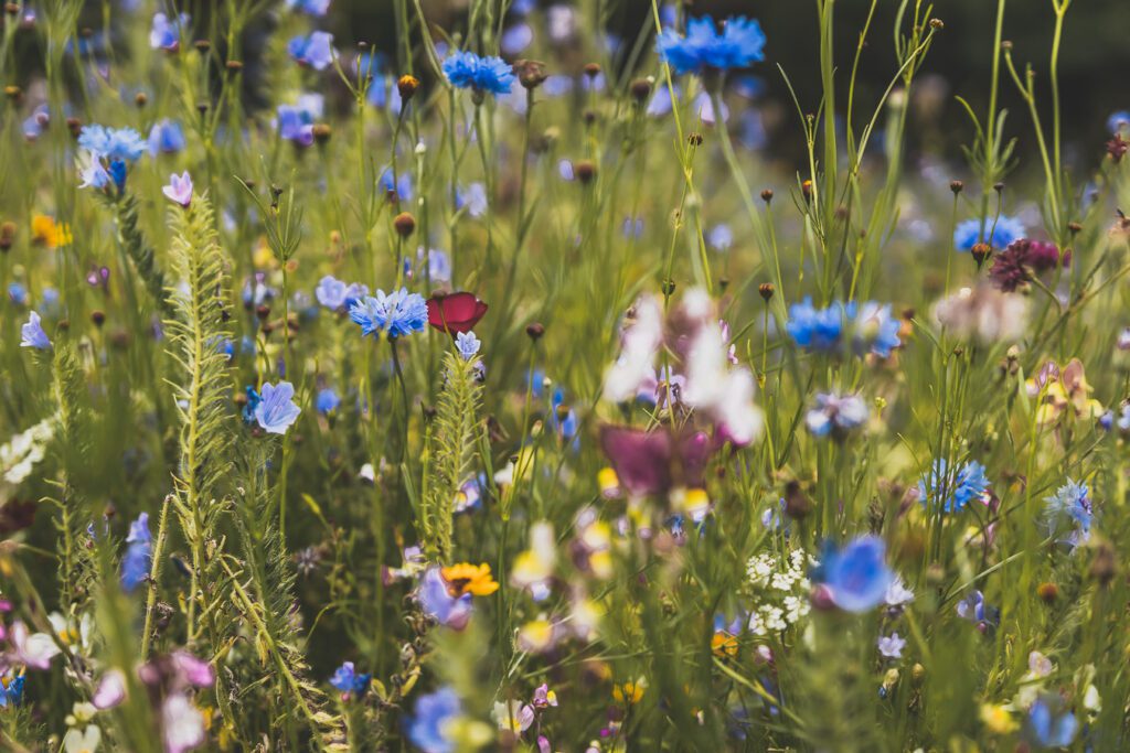 fleurs