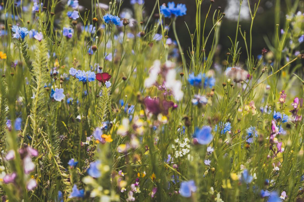 fleurs